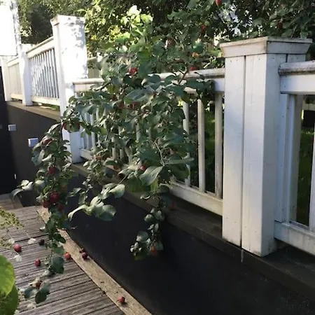 White House * 科科拉