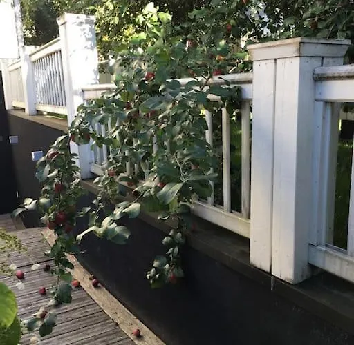 White House * קוקולה